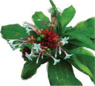 Sarpagandha is a medicinal shrub of the lowland forests, collected for its roots.