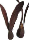 Winged seeds: the thin flat wings catch the air like a small fan.
