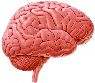 The brain: its outer surface is deeply folded, and the folds increase its surface area.
