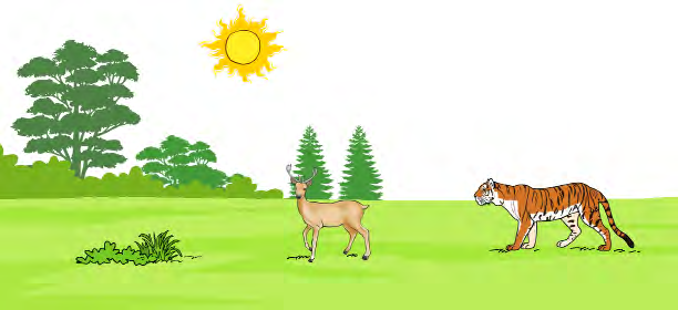 Grass, deer and tiger tied into one chain. The arrows show the path along which food travels from one living thing to the next.