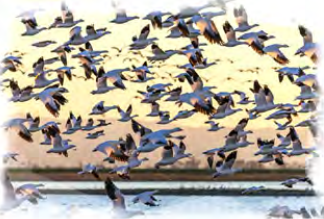 A vast flock of geese on the wing: the seasonal migration of birds.