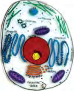 In a model of a cell, the large round body sitting in the middle is the nucleus.