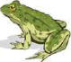 Frog: a vertebrate that lives both in water and on land.