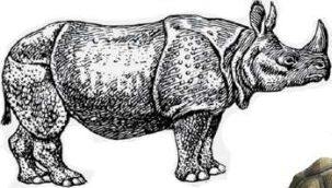 One-horned rhinoceros, another rare animal of Nepal's Terai grasslands