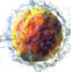 Lymphocyte: a small non-granular white blood cell with a large round nucleus.