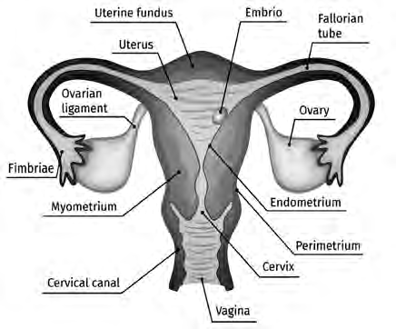 The internal female reproductive organs seen from the front: the uterus in the middle, a fallopian tube and an ovary on each side, and the cervix opening into the vagina below