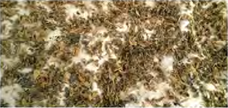 Gundruk left to dry. Only after the moisture drops can it be kept for months.