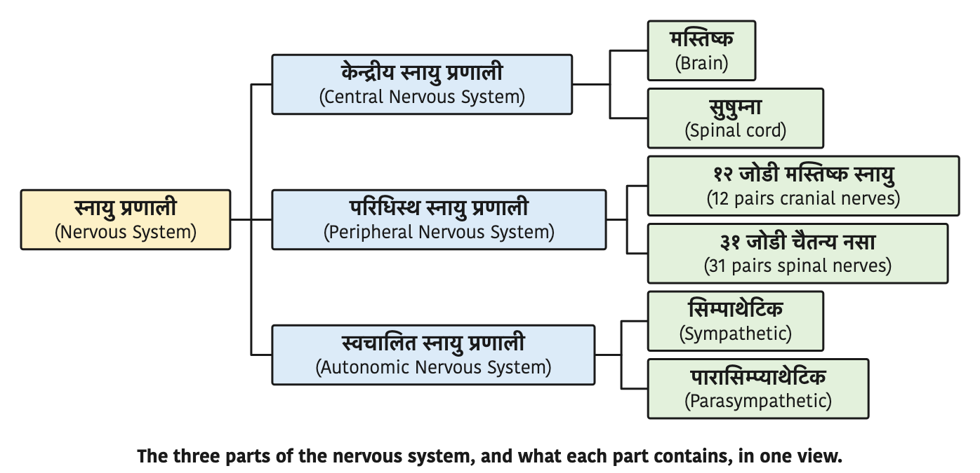 The three parts of the nervous system, and what each part contains, in one view.