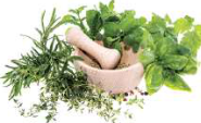 Herbs with a mortar and pestle, the traditional way medicinal plants are crushed and prepared