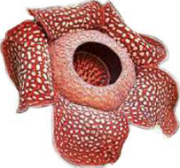 Rafflesia, which has the largest single flower in the world, is a rare plant of the rainforests of Southeast Asia, not of Nepal.