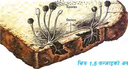 The build of a fungus: thread like parts spreading over the bread, root like parts gripping down into it, and round bodies at the tips of the branches.