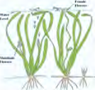 In water plants the water itself carries pollen along to the stigma.