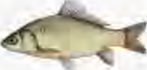 Backboned animals such as the sea fish with lungs first appeared in this era.