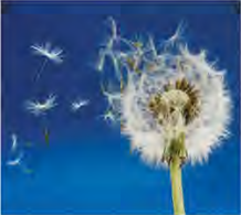 Each dandelion seed sits under a parachute of fine hairs, and a puff of wind carries it off.