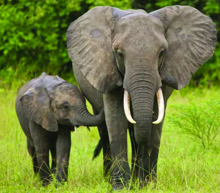 A mother elephant and her calf. The trunk, the huge ears, the tusks and the thick legs are the features no other animal shares.