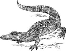 Crocodile: lives on land and in water, and is the reptile with a four-chambered heart