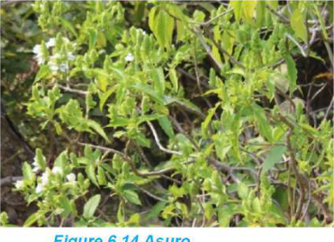 Asuro: a medium-sized, leafy shrub