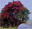 A Himalayan rhododendron in flower at the altitude that suits it. Plants too are conserved by leaving them where they belong.
