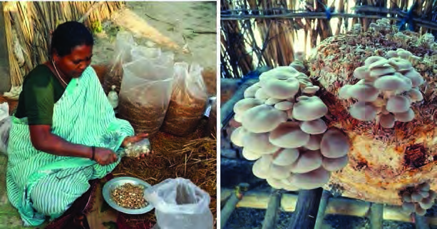 A mushroom farm produces plenty at one time, which is why methods of storing the harvest are needed.