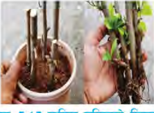 Stem cuttings planted in a pot, with new leaves already opening on them.