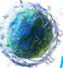 Another lymphocyte: its cytoplasm also has no granules.