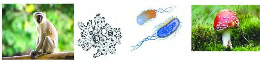 A monkey, an amoeba, bacteria and a mushroom: four living beings whose bodies, habitats and life processes are completely different from one another.
