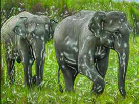 Elephants are not the tallest animals, are they?