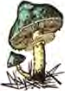 Mushrooms are fungi we can see; yeasts and moulds belong to the same group but stay invisible to the eye.