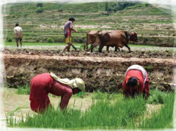Planting rice while oxen plough the terrace above: work that puts food on every table.