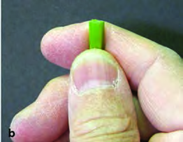 The stem is held upright between the fingers
