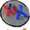 A cell at the end of the first phase. It holds half the mother cell's number of chromosomes, and each chromosome is still made of two joined copies.