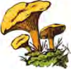 A yellow capped mushroom