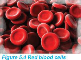Red blood cells: round discs that are thinner in the middle than at the rim, which is the shape called biconcave.