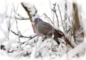 A bird sheltering on a snow-covered branch: winter.