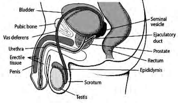 The male reproductive organs seen from the side, fitted in between the bladder, the pubic bone and the rectum