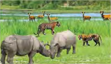 Rhinoceroses, tigers and deer in one stretch of wet grassland. A single natural area can hold many different species.