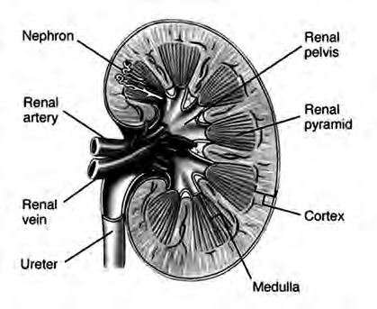 A kidney cut open from top to bottom: the cortex outside, the medulla inside with its triangular renal pyramids, and the renal artery, renal vein and ureter at the hilum