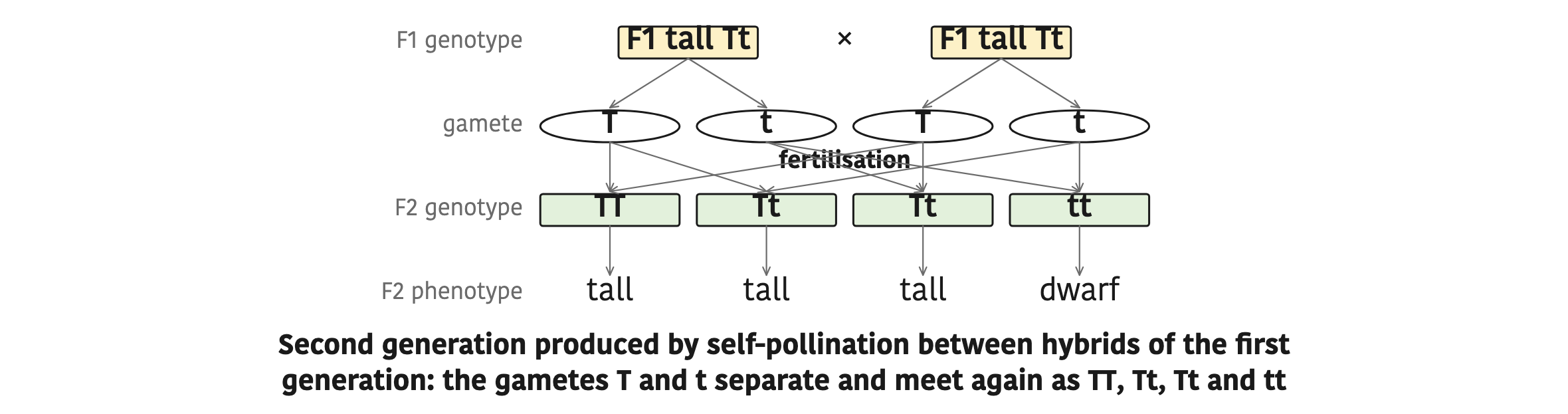 Second generation produced by self-pollination between hybrids of the first generation: the gametes T and t separate and meet again as TT, Tt, Tt and tt