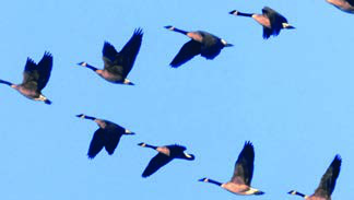 Geese migrating in a noisy V-shaped flock. Flying in a large group protects the birds, because the long trip is dangerous for a bird flying alone.