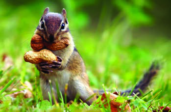 A squirrel gathering nuts. Storing extra food in the autumn is one adaptation that keeps active animals fed when winter food is scarce.