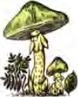 A green capped mushroom