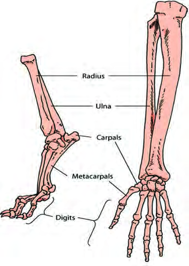 The horse's foreleg and the human hand: the work is different, but the order of Radius, Ulna, Carpals, Metacarpals and Digits is the same in both.
