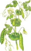 Pea: broad leaves with a network of veins