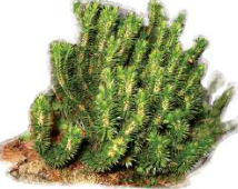 Clubmoss