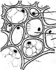 Parenchyma: thin walled cells with intercellular spaces between them