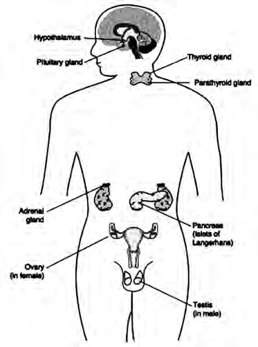 The main endocrine glands and where they sit: the pituitary in the head, the thyroid and parathyroids in the neck, the adrenals on the kidneys, the pancreas in the abdomen and the sex glands in the lower abdomen.