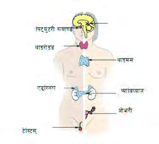 The thyroid gland spreads to the right and left of the windpipe inside the neck. The chart also shows where the other endocrine glands sit, from the pituitary down to the gonads.