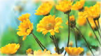 In Russia a bunch of yellow flowers signals sadness and a coming break-up.