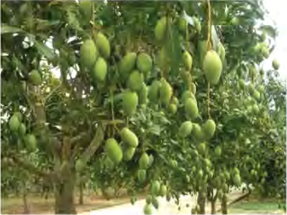 Before a mango tree can carry fruit, reproduction has already been completed inside its flowers.