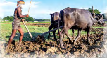 A farmer ploughing with a pair of buffaloes, serving through the work of his hands.